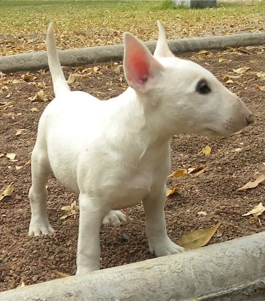 vendita cucciolo bull terrier miniature | Foto 4