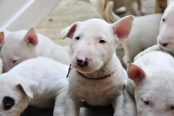 vendita cucciolo bull terrier miniature | Foto 3