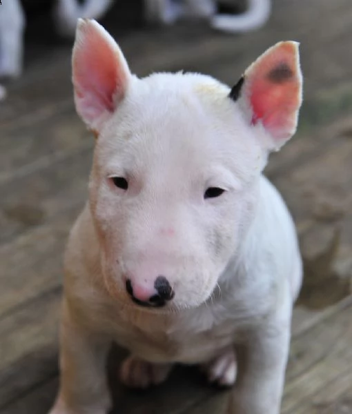 vendita cucciolo bull terrier miniature | Foto 2