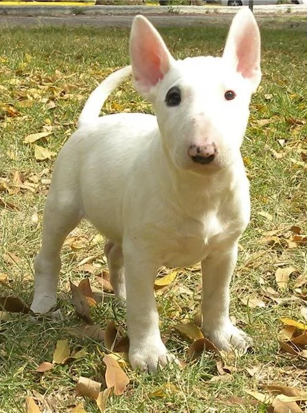 vendita cucciolo bull terrier miniature | Foto 1