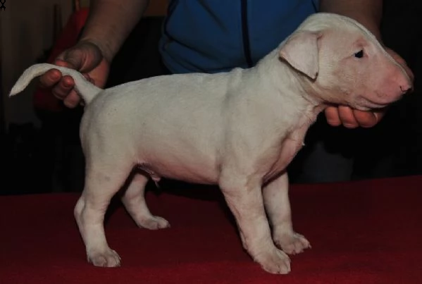 vendita cucciolo bull terrier miniature | Foto 0