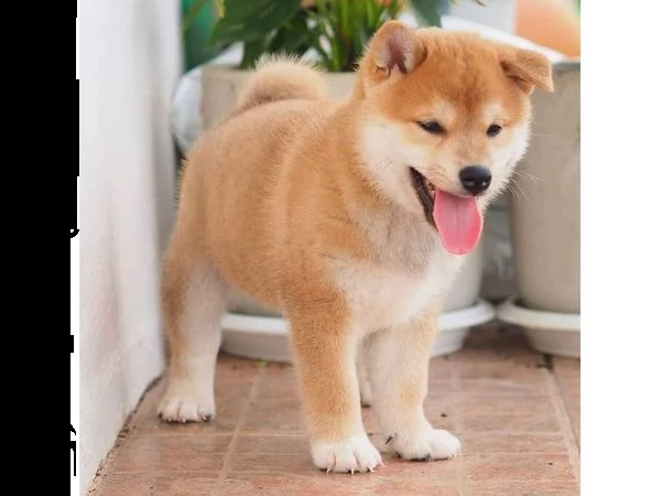 cuccioli di shiba inu