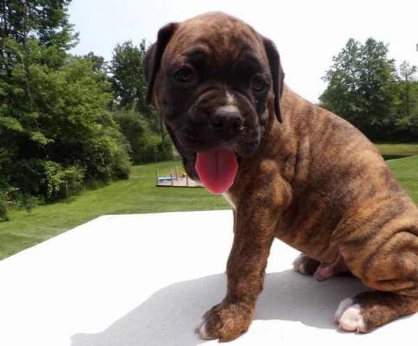  adorabili cuccioli di boxer  pronti per l'adozione,