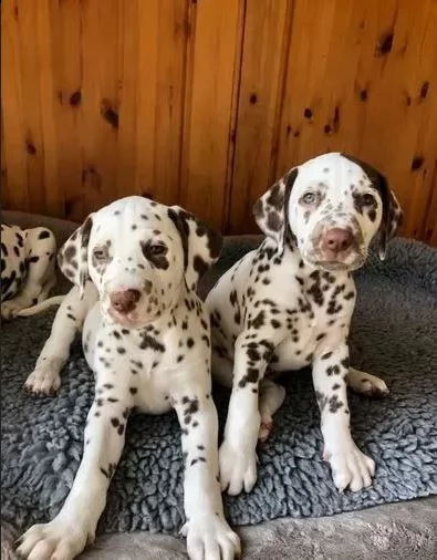 disponibili dalmata 1 maschio e 1 femmina.