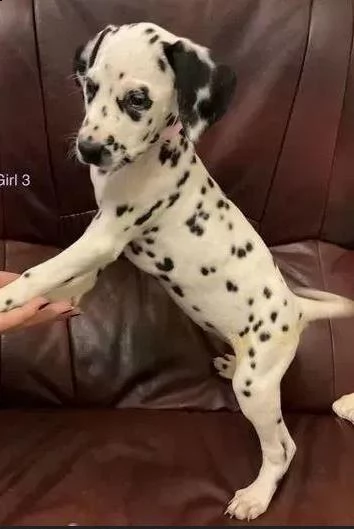 disponibili dalmata 1 maschio e 1 femmina. | Foto 1