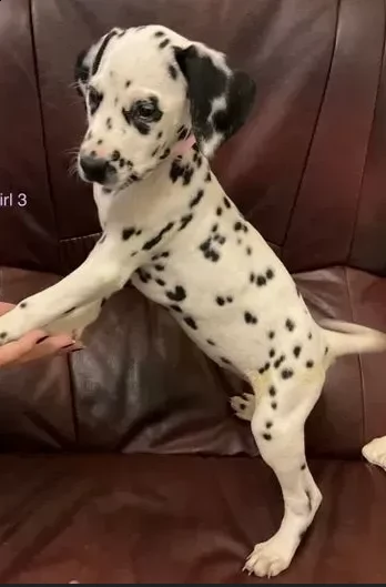 disponibili dalmata 1 maschio e 1 femmina. | Foto 0