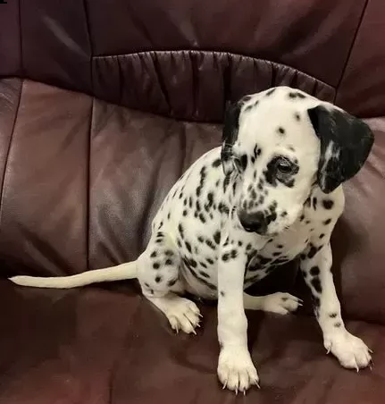 disponibili dalmata 1 maschio e 1 femmina.