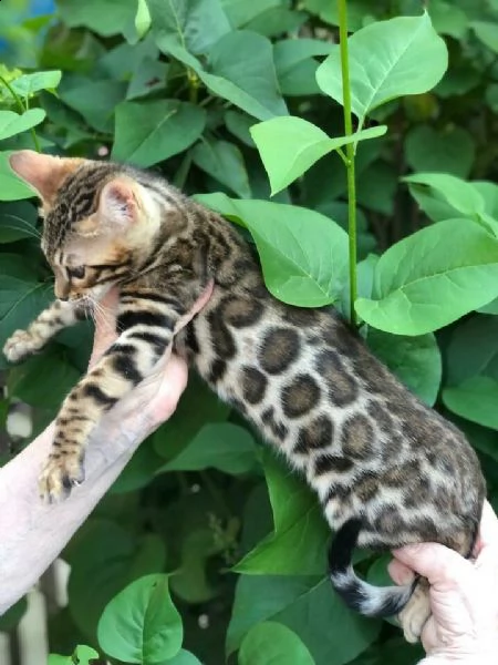 cuccioi bengal | Foto 0