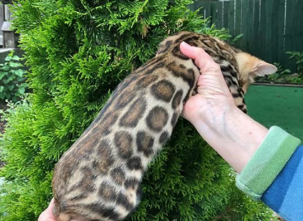 cuccioi bengal