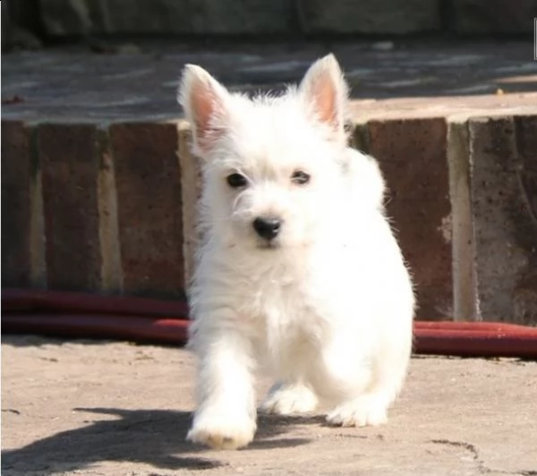 regalo adorabili cuccioli  west highland terrier bianco femminucce e maschietti disponibili