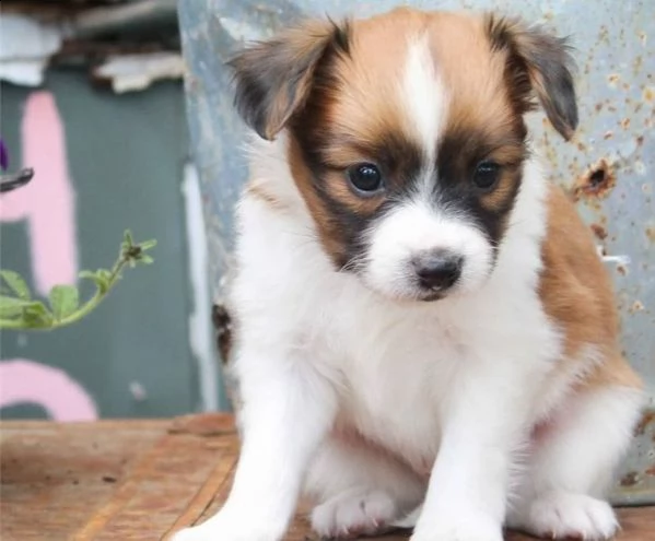 adorabili cuccioli di papillon messi in adozione