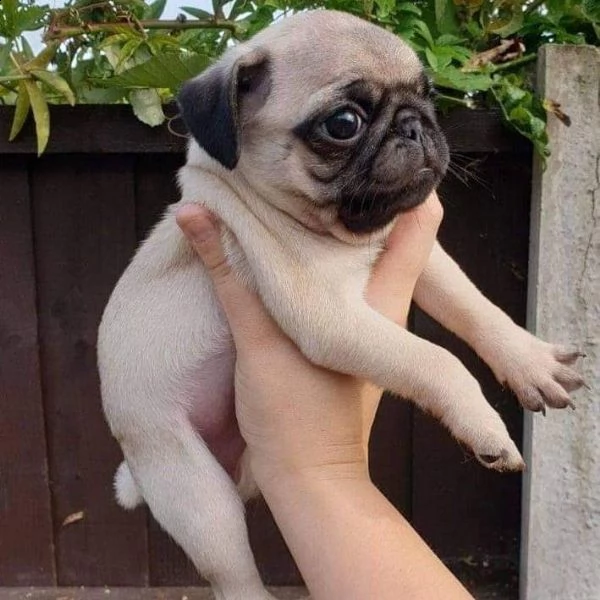  adorabili cuccioli di carlino messi in adozione, 