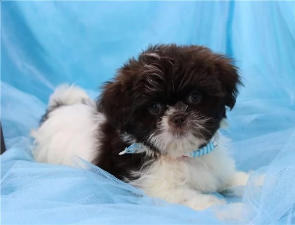   regalo bellissimi cuccioli allevati shih-tzu, colore bianco e nero.