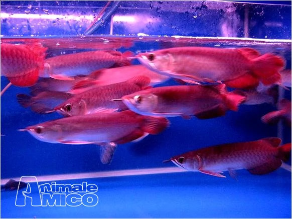 pesce arowana super rosso e oro  | Foto 0