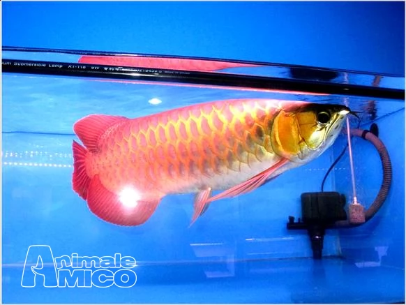 pesce arowana super rosso e oro 