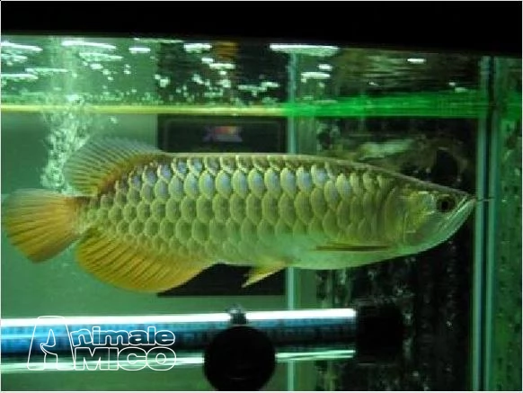 pesce arowana di alta qualità (arowana super rosso, dorato)