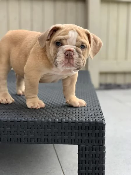 regalo bulldog inglese cuccioli con pedigree