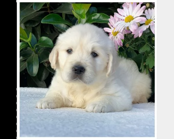 vendita cuccioli di golden retriever pronti per nuove case . | Foto 1