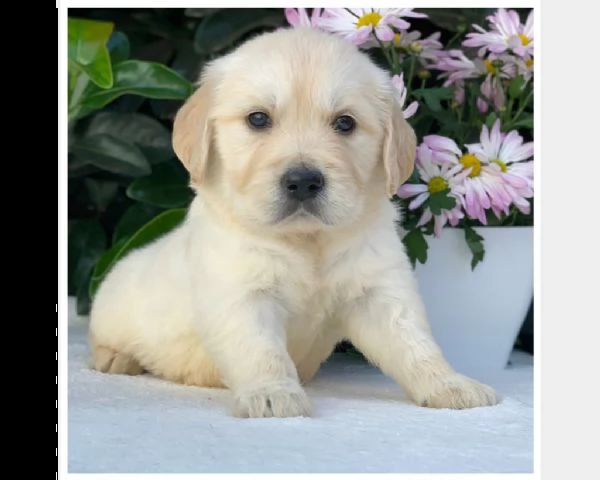 vendita cuccioli di golden retriever pronti per nuove case . | Foto 0