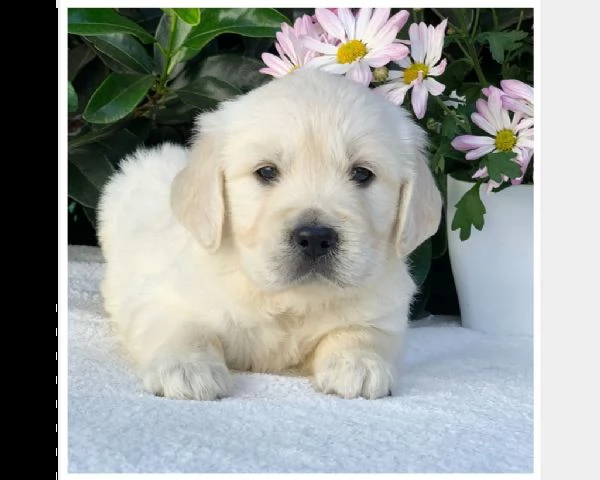 vendita cuccioli di golden retriever pronti per nuove case .