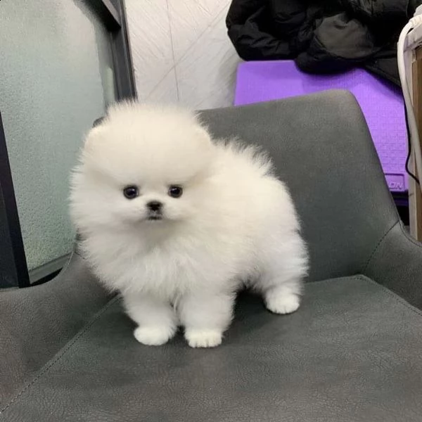 ,adorabili cuccioli di volpino pomerania maschio e femmina da adottare, sono molto sani usati con ba