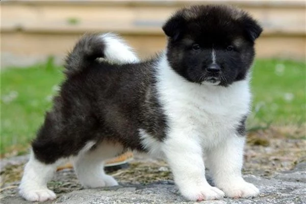 ,adorabili cuccioli di akita inu maschio e femmina da adottare, sono molto sani usati con bambini e 