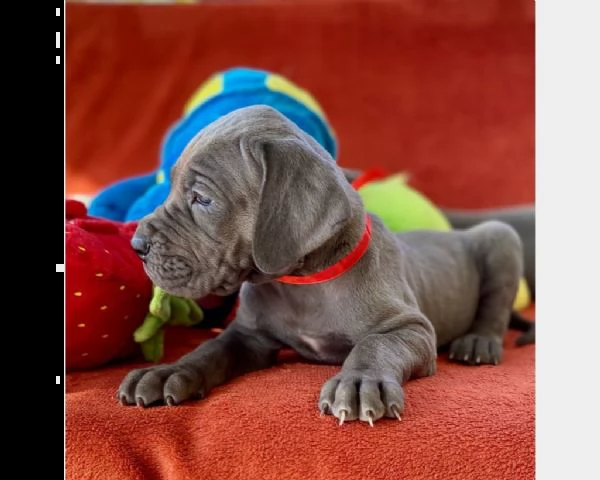 vendita cuccioli di alano blue