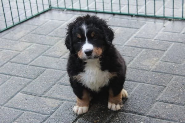 meravigliosa cucciolata di bovaro del bernese | Foto 2