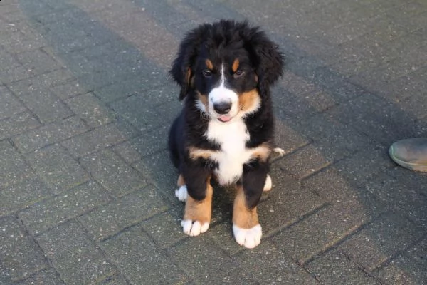 meravigliosa cucciolata di bovaro del bernese | Foto 1