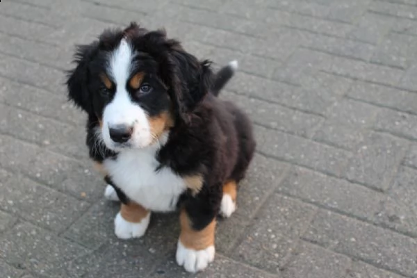 meravigliosa cucciolata di bovaro del bernese | Foto 0