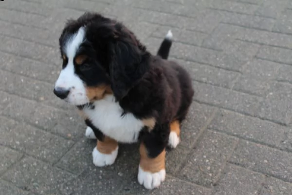 meravigliosa cucciolata di bovaro del bernese