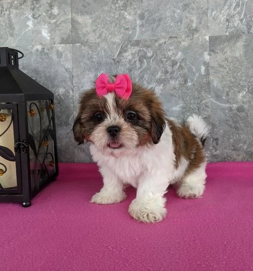 regalo cuccioli shih tzu