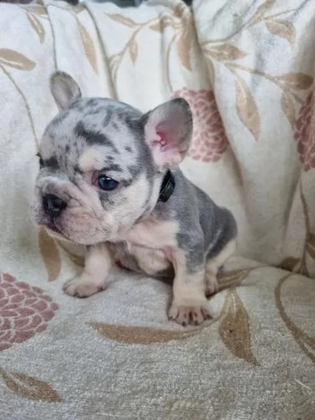 regalo cuccioli di bulldog frances