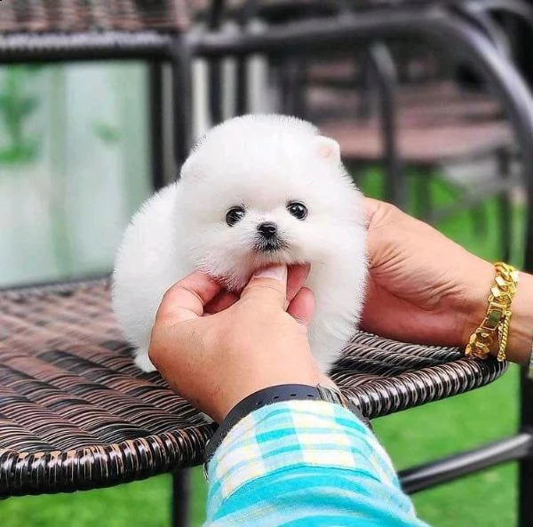 pomerania nano