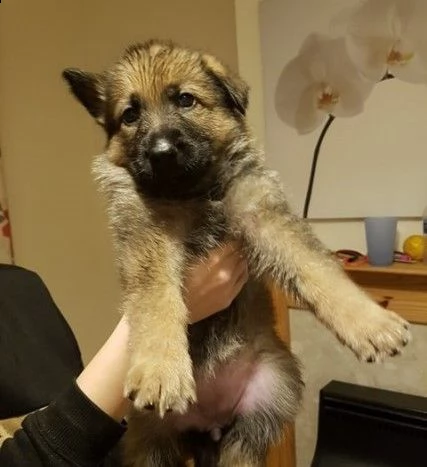 pastore tedesco cucciolini di 3 mesi | Foto 1