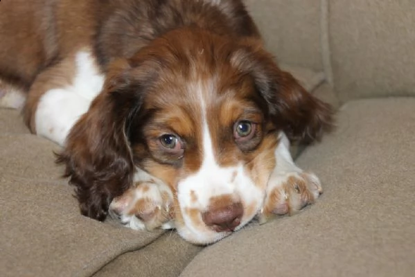 springer spaniel cuccioli maschi e femmine | Foto 2