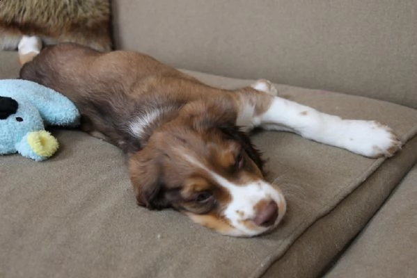 springer spaniel cuccioli maschi e femmine | Foto 1