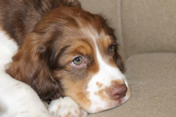 springer spaniel cuccioli maschi e femmine | Foto 0