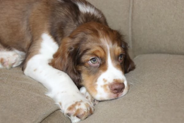 springer spaniel cuccioli maschi e femmine