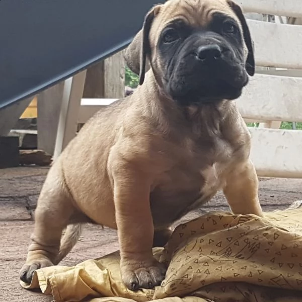 disponibili cuccioli di dogo canario