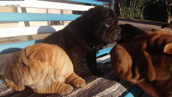 cuccioli shar pei. sharpei con pedigree