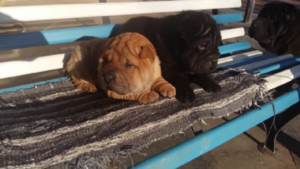 cuccioli shar pei. sharpei con pedigree | Foto 1