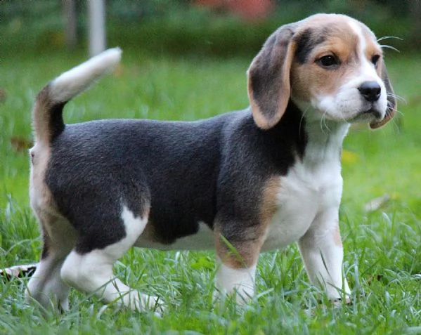 (3)cuccioli di beagle cioccolato con pedigree