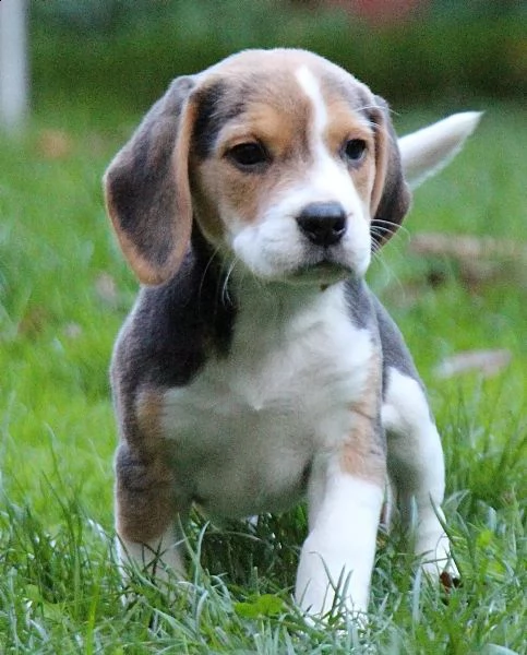 (3)cuccioli di beagle cioccolato con pedigree | Foto 3