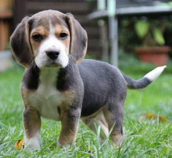 (3)cuccioli di beagle cioccolato con pedigree | Foto 2