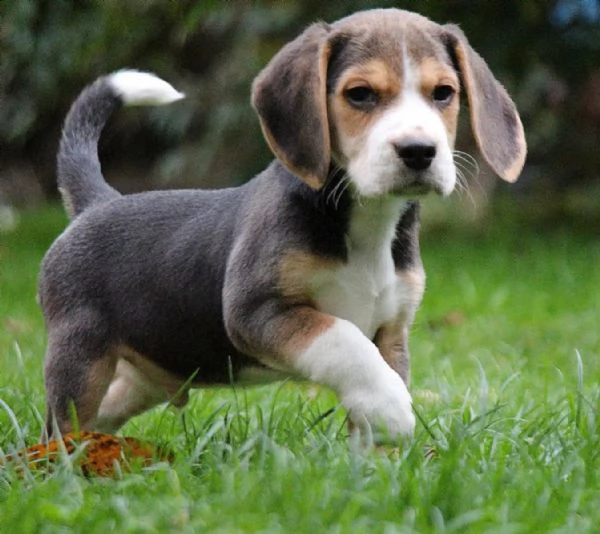 (3)cuccioli di beagle cioccolato con pedigree | Foto 1