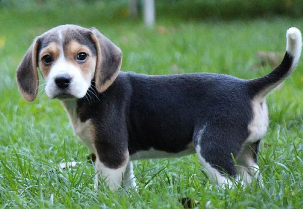 (3)cuccioli di beagle cioccolato con pedigree | Foto 0