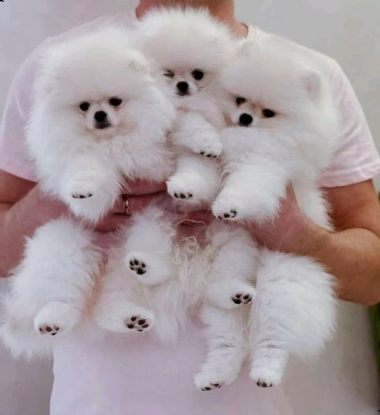 cucciolo di pomerania di 3 mesi