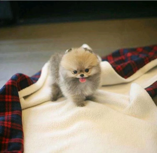 cucciolo di spitz nano di pomerania