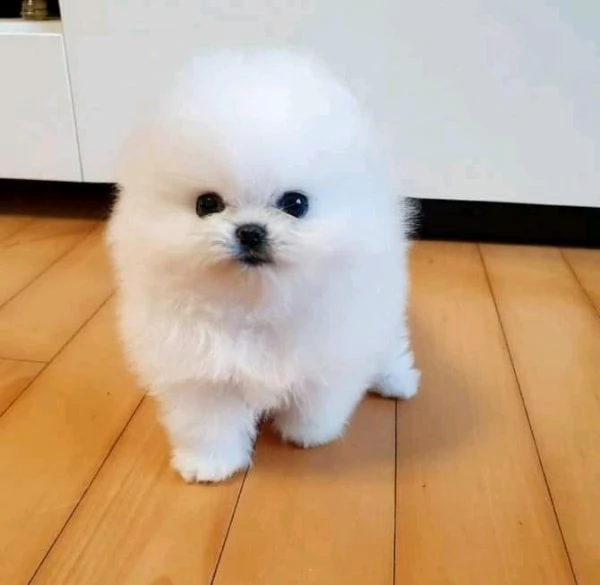 cucciolo di spitz nano di pomerania,